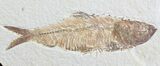 Knightia + Mioplosus Fossil Fish - Wyoming #27407-3